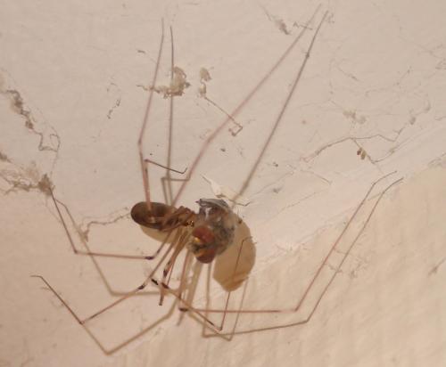 Pholcus phalangioides